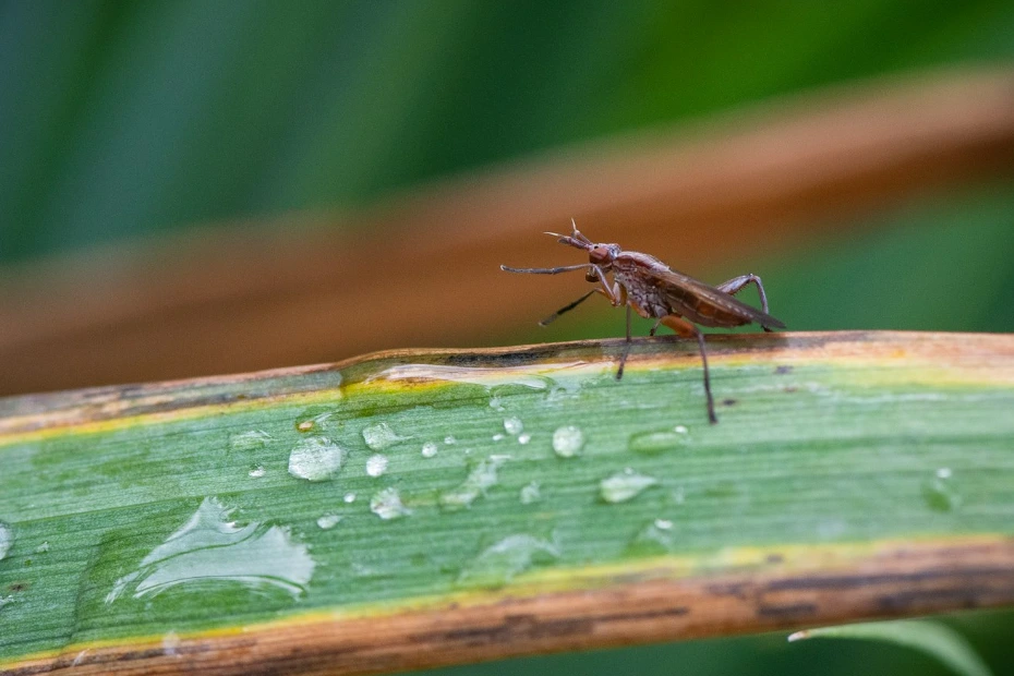 a bug on a leaf